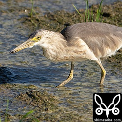 上とは別個体。こちらもオタマジャクシを食っていた。