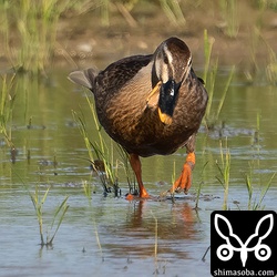 アクシデントに見舞われたのか、くちばしの噛み合わせができないカルガモ。餌は取れているようでした。