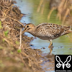 上と同個体。畔の斜面で採餌していました。