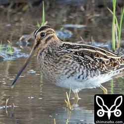 今季初のタシギ。幼鳥でした。