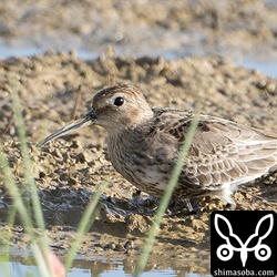 ハマシギ幼羽から第1回冬羽へ。