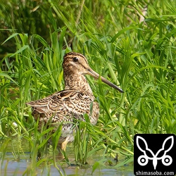 出会うジシギはチュウジシギばかり。