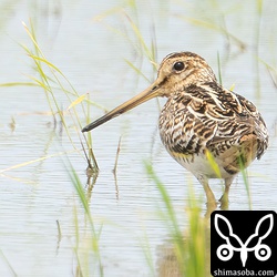 これは尾羽が見たかった…。暫定ハリオシギ。