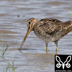 チュウジシギ幼鳥。