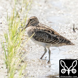 チュウジシギ成鳥。