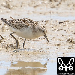 このヨーロッパトウネンはトウネンやヒバリシギの群れとは距離を置いていました。