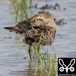 羽繕いするムナグロ。