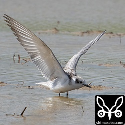 これから幼鳥の飛来は増えると思われます。ハジロクロハラアジサシにも期待です。