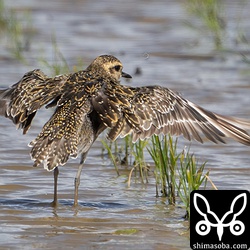 夏羽から冬羽へ換羽中。初列風切は途中から変わっていく模様。