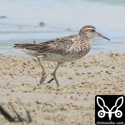 ウズラシギ夏羽後期。