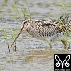 チュウジシギ数羽の群れの中にやけに白いチュウジシギがいました。顔も白くてすごい違和感。