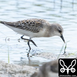 トウネン幼鳥。
