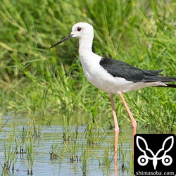 セイタカシギ成鳥。夏羽から冬羽へ。