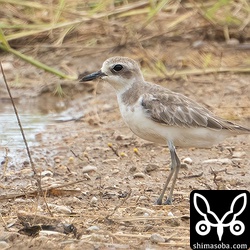 畑にいたオオメダイチドリ。台風後は、思わぬところで出会いますね。