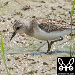 トウネン幼鳥。