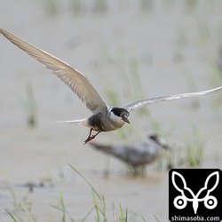 飛ぶクロハラアジサシ。