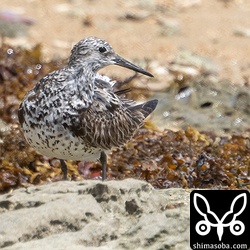 オバシギ成鳥。夏羽から冬羽へ移行中。