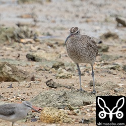 越夏組のチュウシャクシギ。第1回夏羽から冬羽へ。