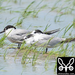 アジサシとコアジサシ(中)。大きさの違いが鮮明ですね。