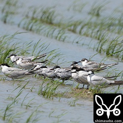 アジサシとクロハラアジサシの大きさ比べ。