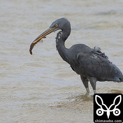 ウシエビを捕まえたクロサギ。