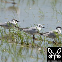 クロハラアジサシとハジロクロハラアジサシ(中)。