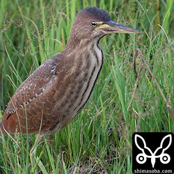 リュウキュウヨシゴイ幼羽から第1回冬羽へ移行中。