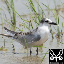 クロハラアジサシ幼鳥。