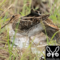 こちらもすぐに尾羽をご開帳。石垣島で見ることができるジシギ3種のうち一番美しいと思う。