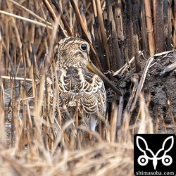 隠れてるつもりのチュウジシギ幼鳥。