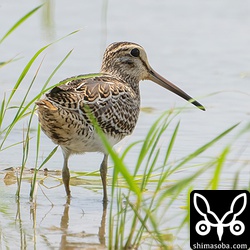 チュウジシギ幼鳥。