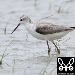 秋の渡りの序盤によく見たけど、その後はしばらく音沙汰なしだったコアオアシシギが数羽で飛来。