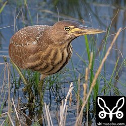 目の前まできたリュウキュウヨシゴイ。こちらのことをうかがっていますが、逃げるわけでもなく採餌していました。