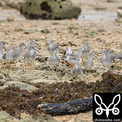 キアシシギの群れと思いきや1羽だけ様子がおかしいですね。^^;