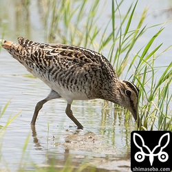 こちらもチュウジシギ。