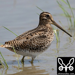 こちらもチュウジシギ幼鳥。このタイプは沖縄のチュウジシギでは典型的です。