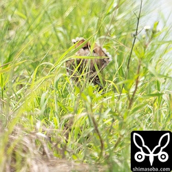 ピンボケですが、上の個体が尾羽を開いたところ。