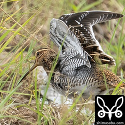 上と同個体。脇まで見せてくれました。