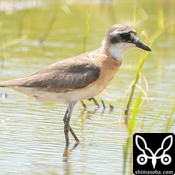 換羽が遅いメダイチドリ成鳥。まだ夏羽後期です。どこからやってきたのでしょうかね。