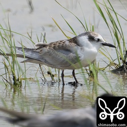 クロハラアジサシ幼鳥。台風でお疲れ気味。