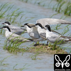 アジサシ4羽(手前)は沖縄ではかなりレア。