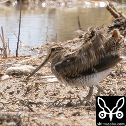 上と同個体。紛れもないチュウジシギです。