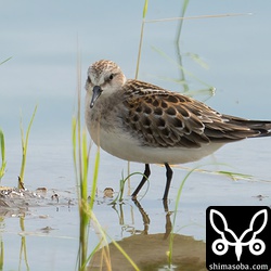 ヨーロッパトウネン幼鳥。