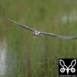 目の前を何度も飛んでくれました。