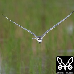 獲物を探しながら飛び回るハジロクロハラアジサシ。