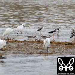 シマアジはコサギやセイタカシギの足元をうろうろしていました。^^