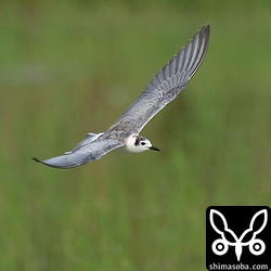 休むことなく、活発に田んぼの上を飛び回ってトンボなどを捕まえていました。