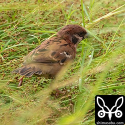 3カ月前にみ見たスズメとそっくりな色彩変異を起こしたススメ。幼鳥なので前の個体の子孫の可能性もありますね。