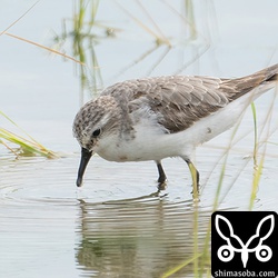 トウネン第1回夏羽から冬羽へ換羽中。
