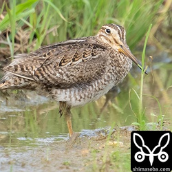 ハリオシギ第1回夏羽から冬羽へ移行中。